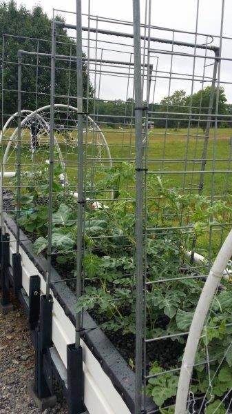 Aquaponics System, Passive Solar Greenhouse build - Page ...