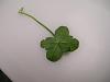 Click image for larger version

Name:	5 Leaf Clover back view.JPG
Views:	688
Size:	38.7 KB
ID:	2248