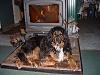 Click image for larger version

Name:	Bracken-woodstove.jpg
Views:	759
Size:	50.7 KB
ID:	1107